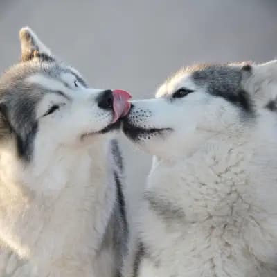 Galerie-Bild von Huskykennel of Snow Wolf Valley in Bayern, mit Eindrücken unserer Siberian Husky-Zucht.