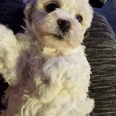 Galerie-Bild von Bichon Frisé vom Teilungssee  in Brandenburg, mit Eindrücken unserer Bichon A poil frise-Zucht.