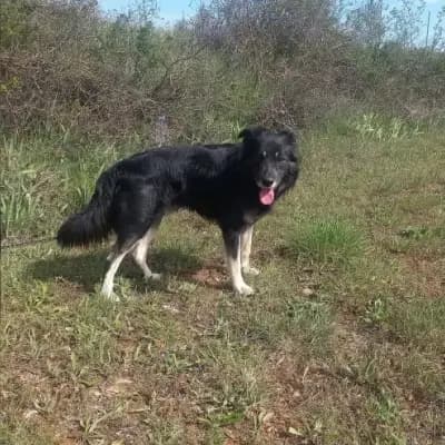 Otto
