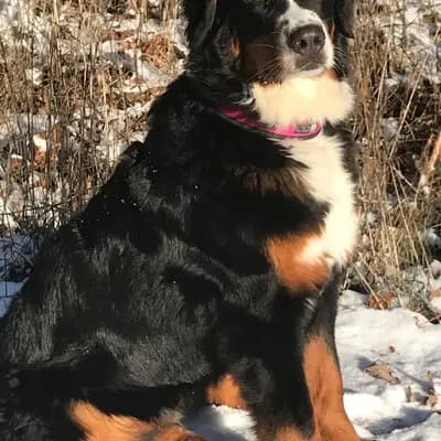 Berner Sennen Welpen – Berner Sennenhund Welpe, Bayern, 由...饲养 Berner Sennen vom Farrnbachgrund