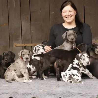 Bild aus von der Edelruh  in Bayern, wo unsere Deutsche Dogge-Hunde in einer liebevollen Umgebung aufwachsen.