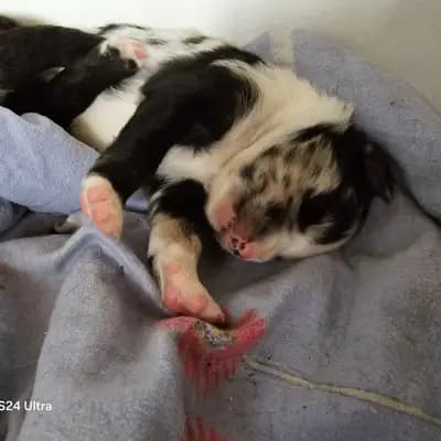 Bild aus Colorful soul in Bayern, wo unsere Australian Shepherd-Hunde in einer liebevollen Umgebung aufwachsen.