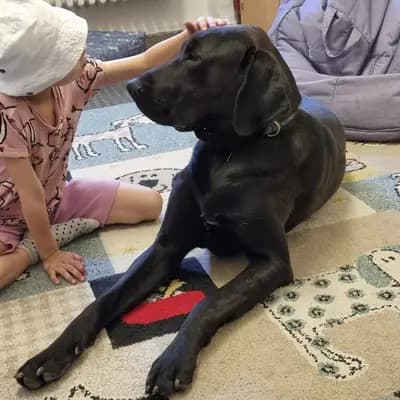 Foto von Bjarne, einem Broholmer-Elternhund in Sachsen.