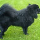 Foto der Rasse Schwedischer Lapphund