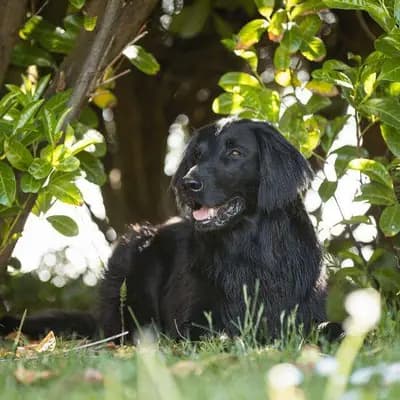 Galerie-Bild von Flat Coated Retriever von Equinox in Rheinland-Pfalz, mit Eindrücken unserer Flat Coated Retriever-Zucht.