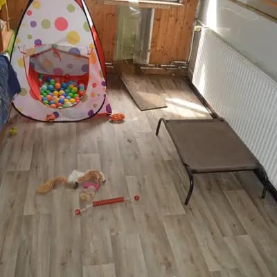 Bild aus Hundemamma`s in Niedersachsen, wo unsere Miniature American Shepherd-Hunde in einer liebevollen Umgebung aufwachsen.