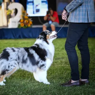 Galerie-Bild von Kennel Von Pfotenstolz in Schleswig-Holstein, mit Eindrücken unserer Welsh Corgi Pembroke-Zucht.