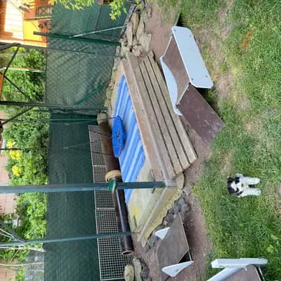 Bild aus Ehrenbürg-Zwerge (American Schnauzer) in Bayern, wo unsere Zwergschnauzer-Hunde in einer liebevollen Umgebung aufwachsen.