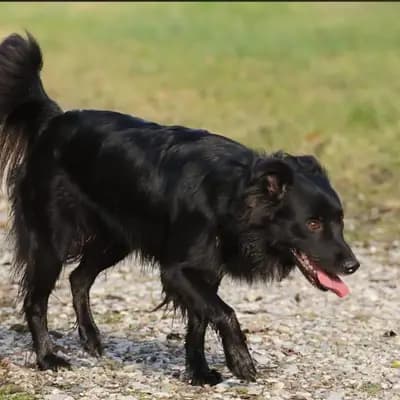 Wurfankündigung Australian Shepherd Welpen aus Arbeitslinie – Australian Shepherd Welpe, Bayern, 由...饲养 Colorful soul