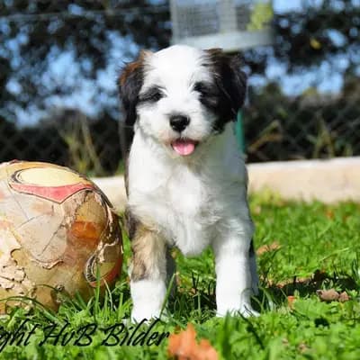 Galerie-Bild von "Tingsha"  Tibet Terrier von Unterfranken in Bayern, mit Eindrücken unserer Tibet Terrier-Zucht.