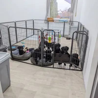 Bild aus ChocoDoodle in Niedersachsen, wo unsere Labradoodle (Labrador x Pudel)-Hunde in einer liebevollen Umgebung aufwachsen.