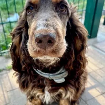 I-Wurf – 英国可卡犬 Wurf, Brandenburg, 由...饲养 Hundezucht vd Schönefelder Höhe