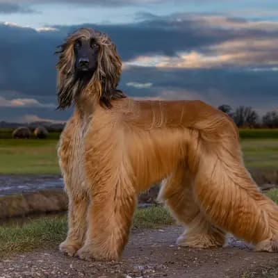 Galerie-Bild von Afghanenzucht Hemera's in Brandenburg, mit Eindrücken unserer Afghanischer Windhund-Zucht.