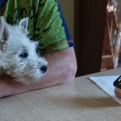 Galerie-Bild von Westie vom Elmbach in Sachsen, mit Eindrücken unserer West Highland White Terrier-Zucht.