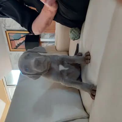 Foto von !VERKAUFT! Manuka (süsser Honig), einem Weimaraner (kurzhaar)-Welpe in Niederösterreich.