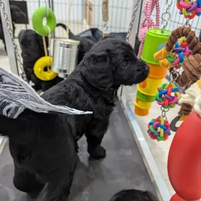 Bild aus ChocoDoodle in Niedersachsen, wo unsere Labradoodle (Labrador x Pudel)-Hunde in einer liebevollen Umgebung aufwachsen.
