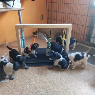 Bild aus Vom Immengrund  in Niedersachsen, wo unsere Kleiner Münsterländer-Hunde in einer liebevollen Umgebung aufwachsen.