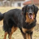 Foto der Rasse Hovawart