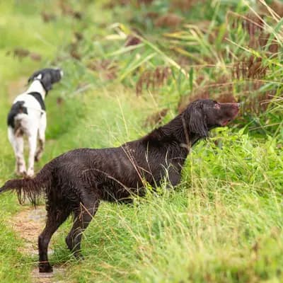 Galerie-Bild von Zwinger von den Dachsfichten in Brandenburg, mit Eindrücken unserer English Pointer-Zucht.