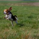 Foto der Rasse Treeing Walker Coonhound