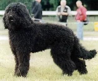 Barbet – Hunderasse