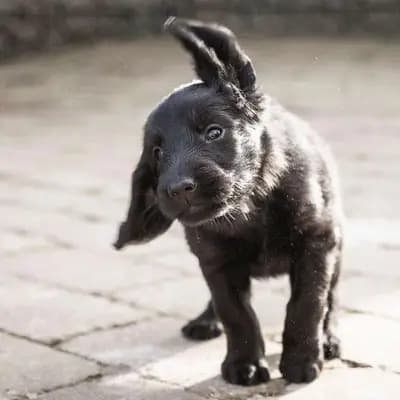 Galerie-Bild von Flat Coated Retriever von Equinox in Rheinland-Pfalz, mit Eindrücken unserer Flat Coated Retriever-Zucht.