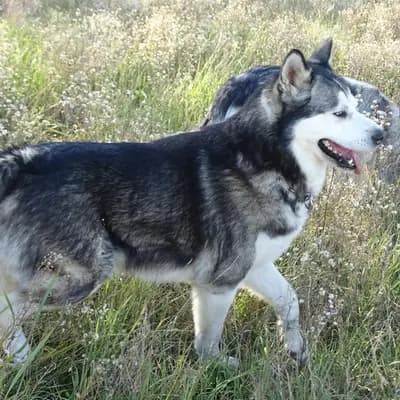 Galerie-Bild von Yukon Alaska Malamutes in Niederösterreich, mit Eindrücken unserer Alaskan Malamute-Zucht.