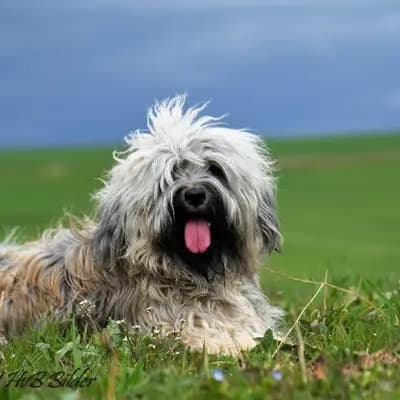 Galerie-Bild von "Tingsha"  Tibet Terrier von Unterfranken in Bayern, mit Eindrücken unserer Tibet Terrier-Zucht.
