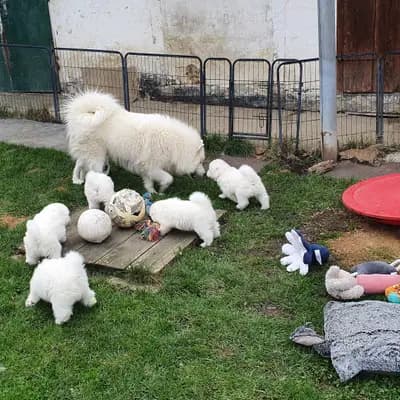 Bild aus Heavens Hayfield in Niederösterreich, wo unsere Samojede-Hunde in einer liebevollen Umgebung aufwachsen.