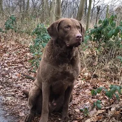 Foto von Sea'nLand Jim Beam, einem Chesapeake Bay Retriever-Elternhund in Hessen.