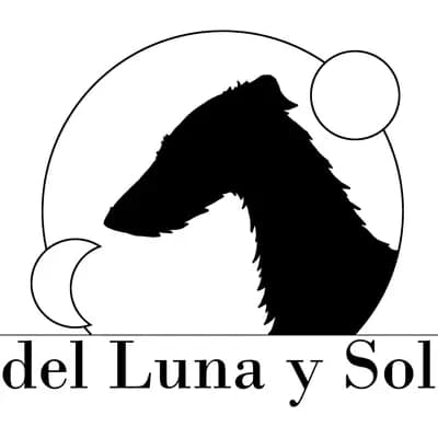 Foto des C-Wurf von Galgo Espanol in del Luna y Sol, aufgenommen in Niedersachsen.