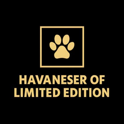 Unbenannt – Havaneser Welpe, Baden-Württemberg, Aufgezogen von Havaneser of Limited Edition 