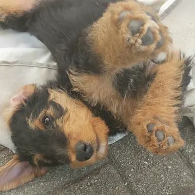Sabine