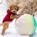 Foto der Rasse Pudel (Toy)