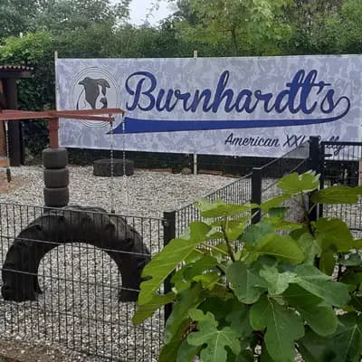 Galerie-Bild von Burnhardt's American XXl Bully in Saarland, mit Eindrücken unserer American Bully-Zucht.