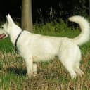 Foto der Rasse Weißer Schweizer Schäferhund