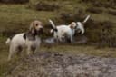 Foto der Rasse Petit Basset Griffon Vendeen