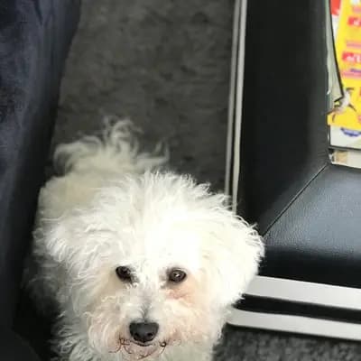 Galerie-Bild von Bichon Frisé vom Teilungssee  in Brandenburg, mit Eindrücken unserer Bichon A poil frise-Zucht.