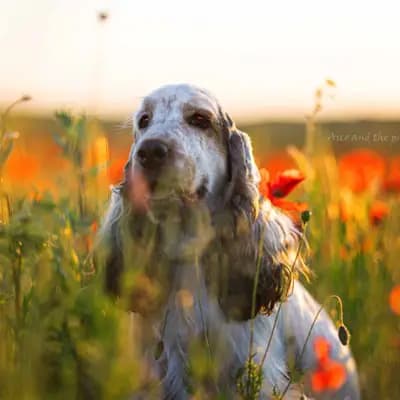 H-Wurf – 英国可卡犬 Wurf, Brandenburg, 由...饲养 Hundezucht vd Schönefelder Höhe