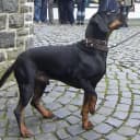 Foto der Rasse Brandlbracke