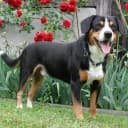 Foto der Rasse Entlebucher Sennenhund