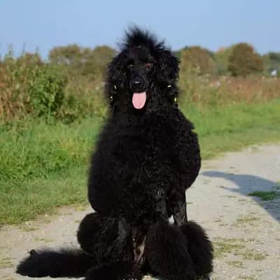 Bild aus Fantastic Phantoms in Rheinland-Pfalz, wo unsere Pudel-Hunde in einer liebevollen Umgebung aufwachsen.