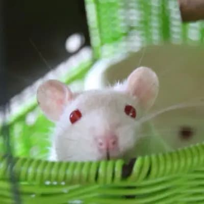 4 Ratten