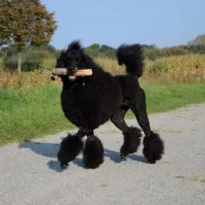 Bild aus Fantastic Phantoms in Rheinland-Pfalz, wo unsere Pudel-Hunde in einer liebevollen Umgebung aufwachsen.
