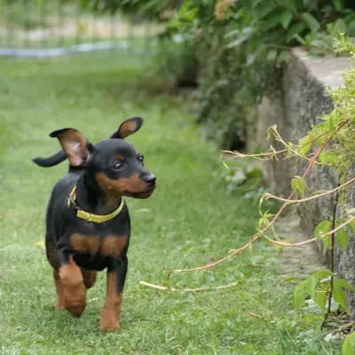 Bild aus Zwergpinscher vom Zwergbach in Bayern, wo unsere Zwergpinscher-Hunde in einer liebevollen Umgebung aufwachsen.