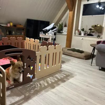 Bild aus Little Kings & Queens  in Mecklenburg-Vorpommern, wo unsere Welsh Corgi Pembroke-Hunde in einer liebevollen Umgebung aufwachsen.