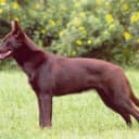 Foto der Rasse Working Kelpie