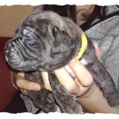 Galerie-Bild von Romaner Antikdoggenzucht "vom römischen Reich" in Nordrhein-Westfalen, mit Eindrücken unserer Cane Corso Italiano-Zucht.