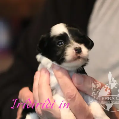 Iridiridi – Chinese Crested Dog Welpe, Bayern, Raised by Terra Civis - Ich bin nichts für schwache Nerven 