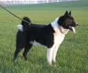 Foto der Rasse Karelischer Bärenhund